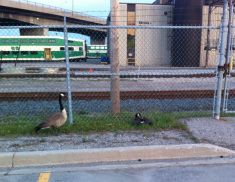 geese GO train Willowbrook